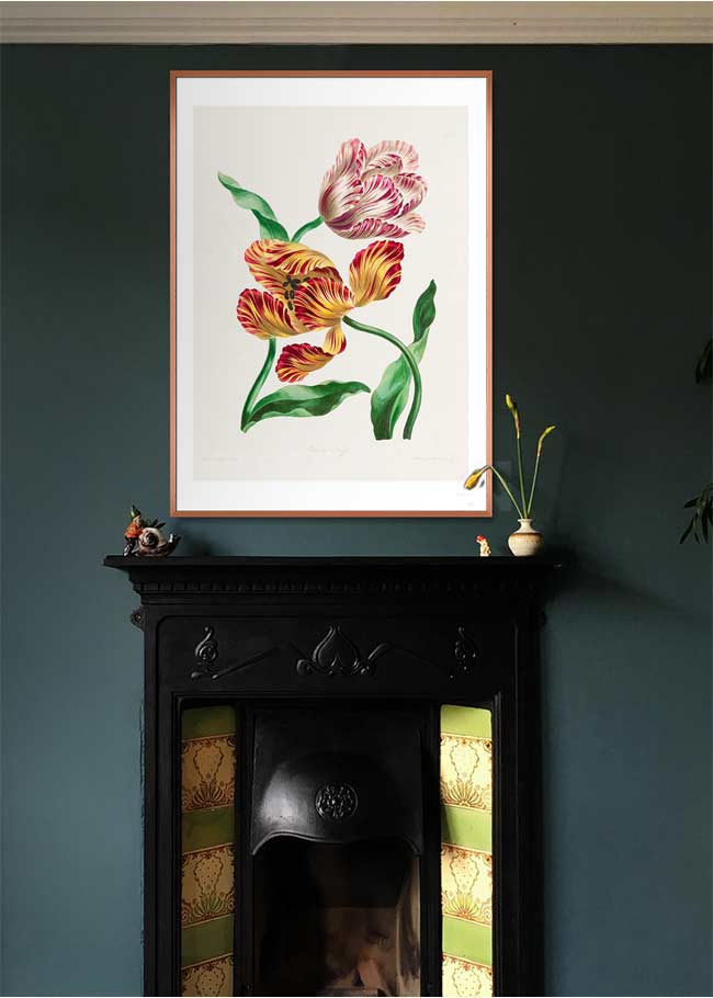 Various Tulips by John Edwards Print