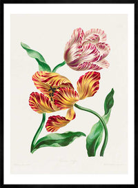 Various Tulips by John Edwards Print