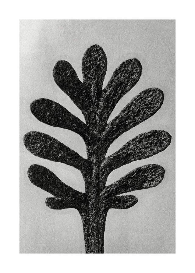 Vintage Botanical Study 1 Black and White Art Print