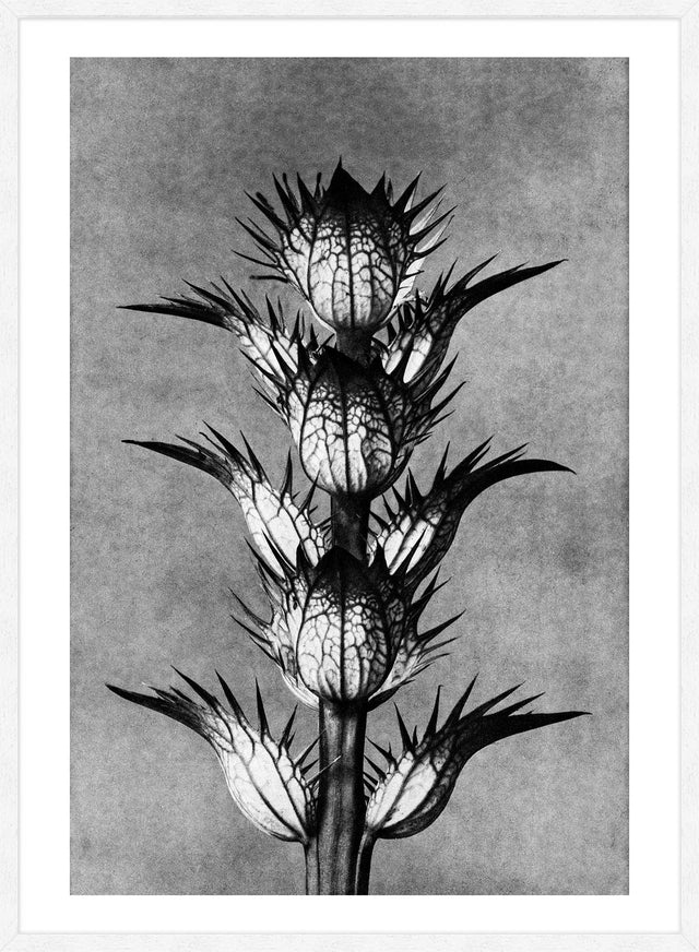 Vintage Botanical Study 2 Black and White Art Print