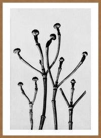 Vintage Botanical Study 3 Black and White Art Print