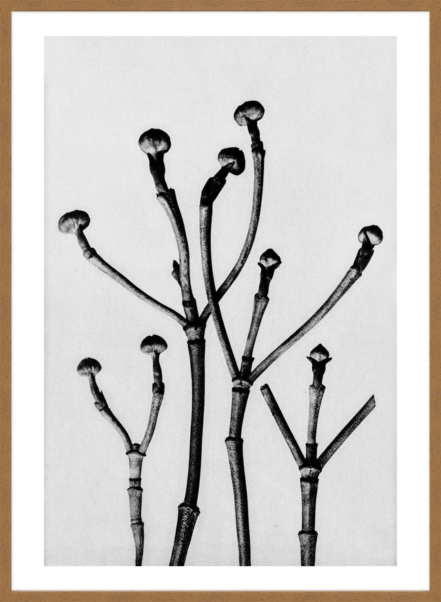 Vintage Botanical Study 3 Black and White Art Print
