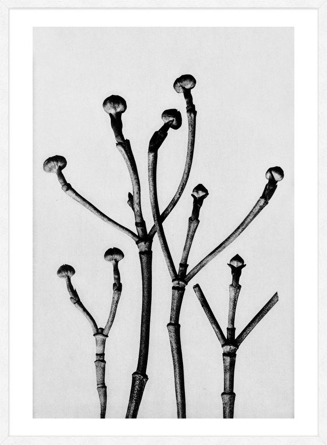 Vintage Botanical Study 3 Black and White Art Print