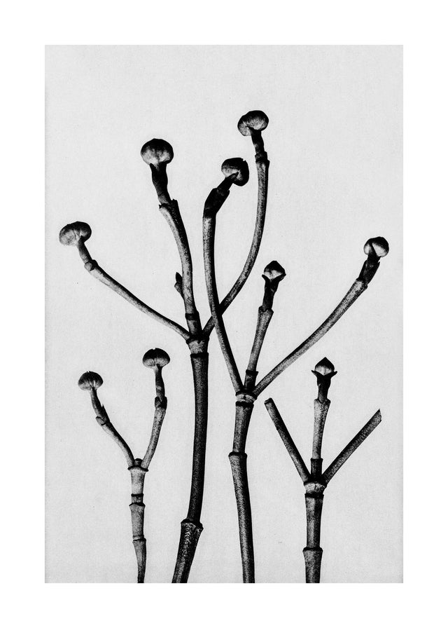 Vintage Botanical Study 3 Black and White Art Print