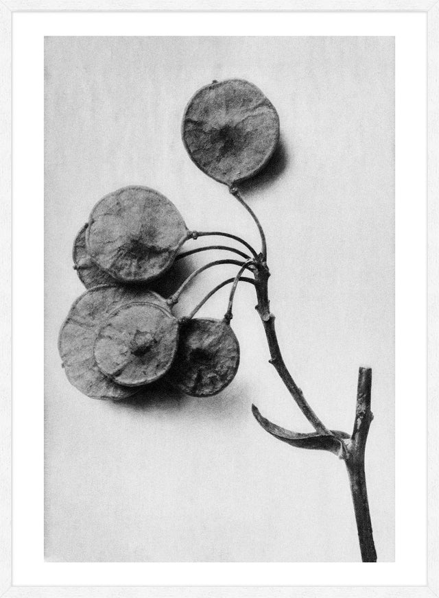 Vintage Botanical Study 4 Black and White Art Print
