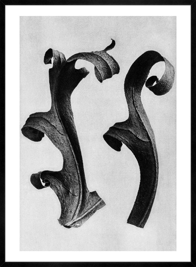 Vintage Botanical Study 5 Black and White Art Print