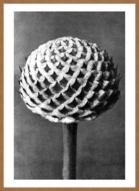 Vintage Botanical Study 6 Black and White Art Print