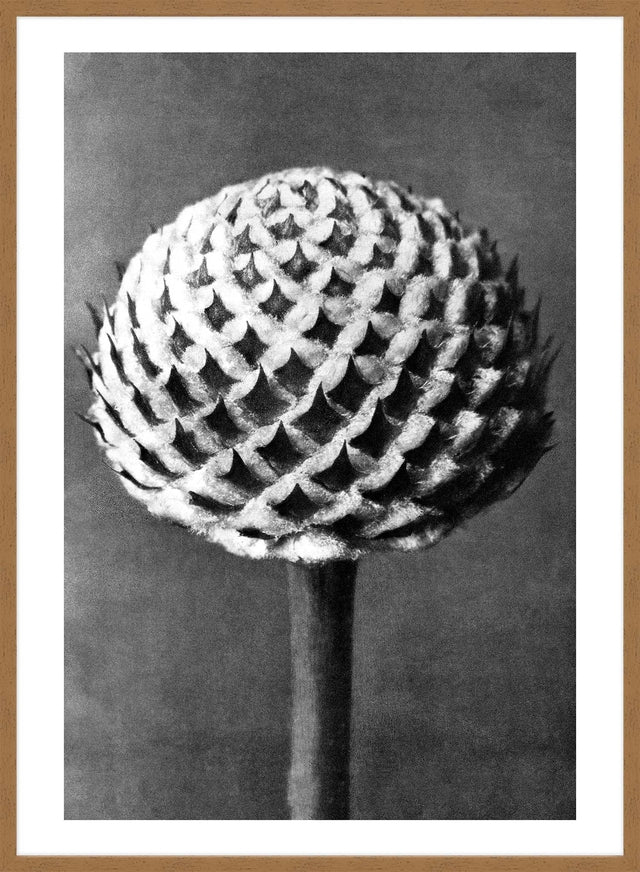 Vintage Botanical Study 6 Black and White Art Print