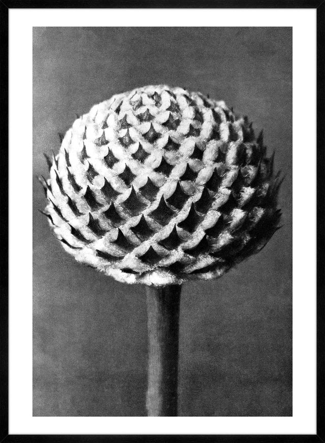 Vintage Botanical Study 6 Black and White Art Print