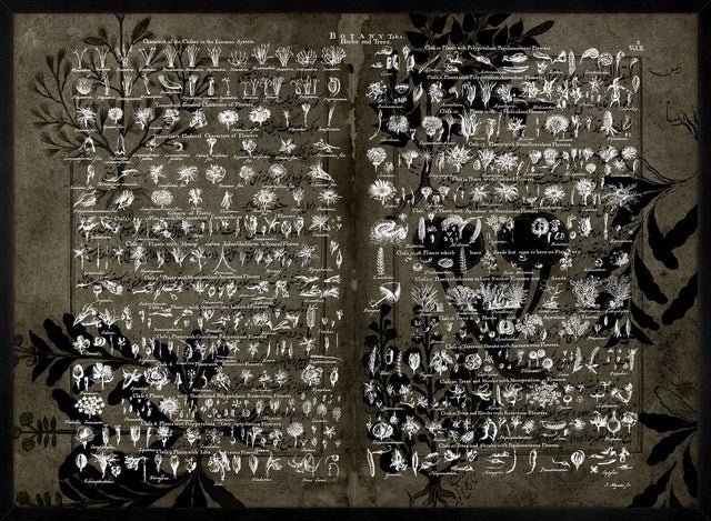 Vintage Botany Chart Dark Print