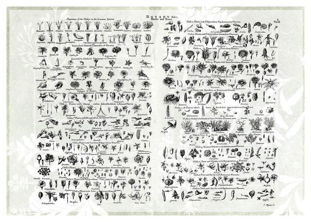 Vintage Botany Chart Light Print