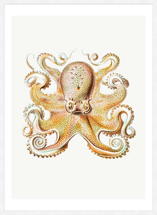 Vintage Octopus Illustration Print