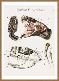 Vintage Snake Illustration Print