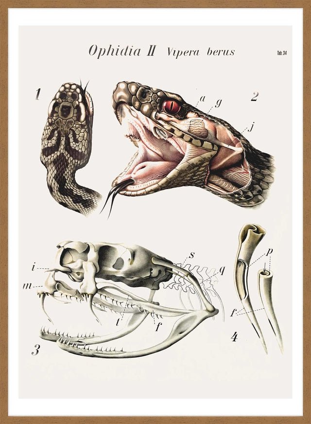 Vintage Snake Illustration Print