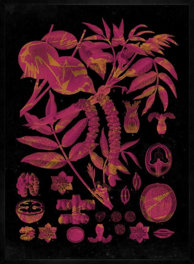 Vintage Walnut Botanical Black Print