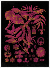 Vintage Walnut Botanical Black Print