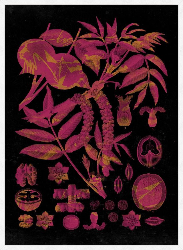 Vintage Walnut Botanical Black Print
