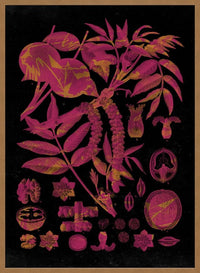 Vintage Walnut Botanical Black Print