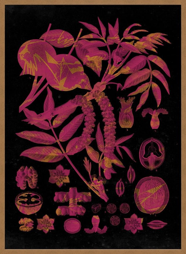 Vintage Walnut Botanical Black Print