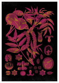 Vintage Walnut Botanical Black Print