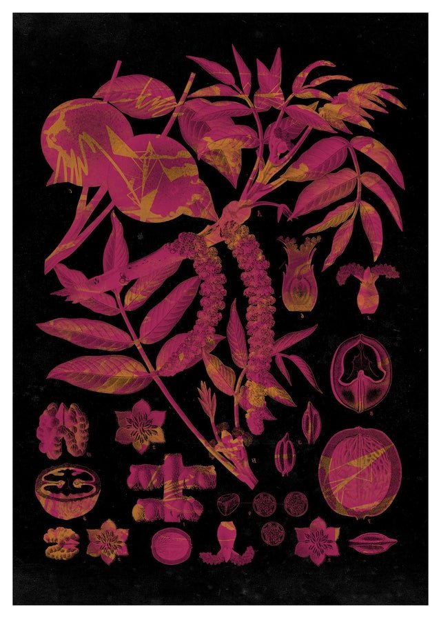 Vintage Walnut Botanical Black Print