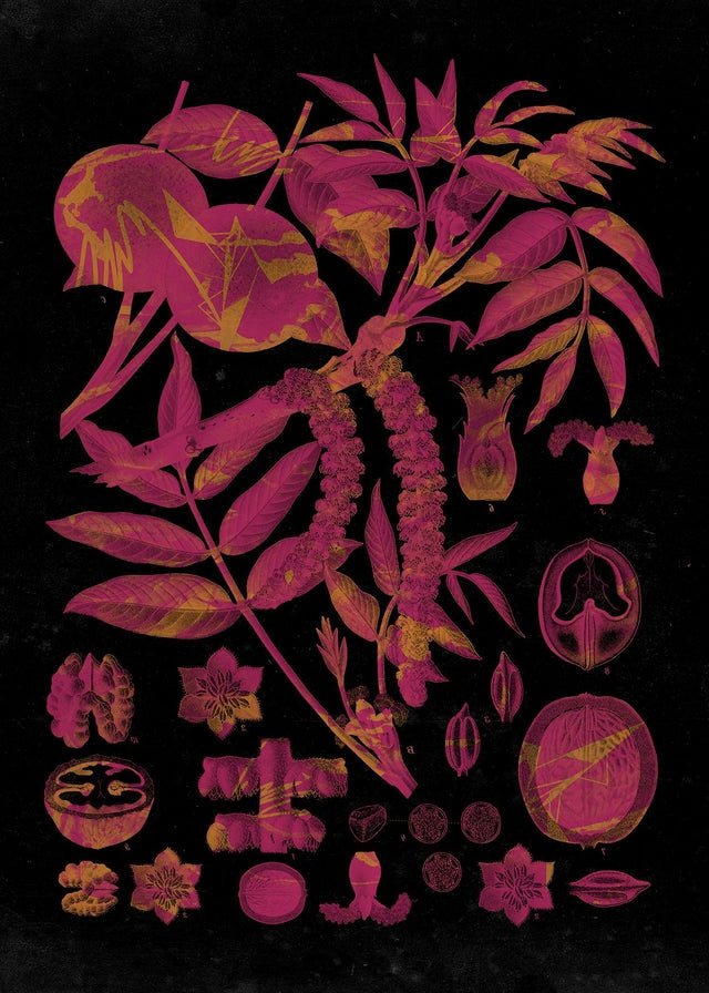 Vintage Walnut Botanical Black Print