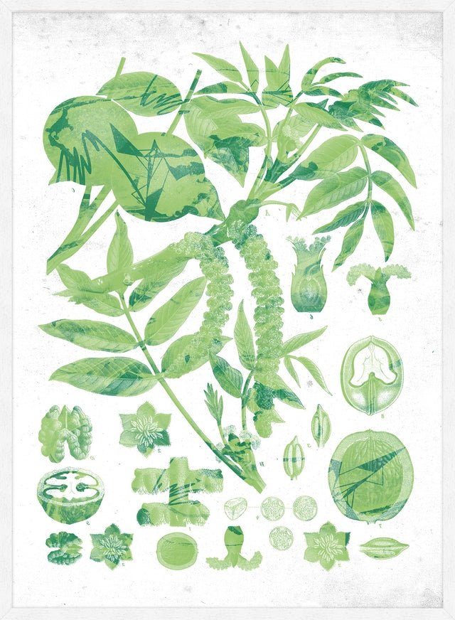 Vintage Walnut Botanical Green Print