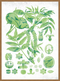Vintage Walnut Botanical Green Print
