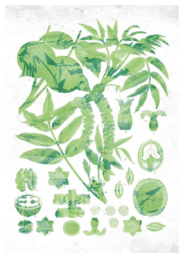 Vintage Walnut Botanical Green Print