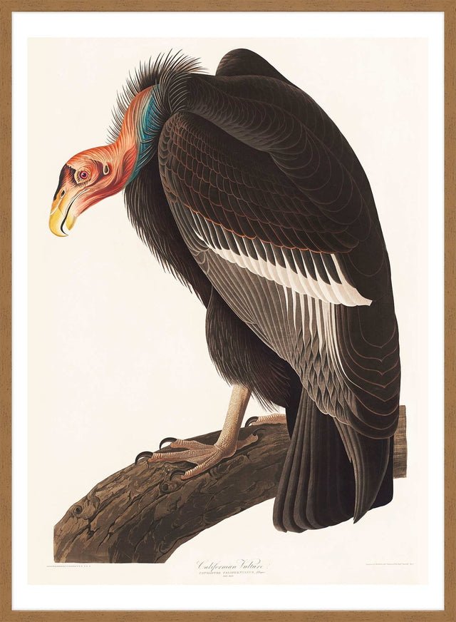 Vulture Vintage Bird Print