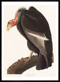 Vulture Vintage Bird Print