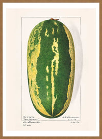 Watermelon Antique Vintage Fruit Print