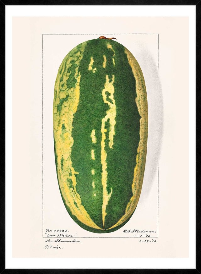 Watermelon Antique Vintage Fruit Print