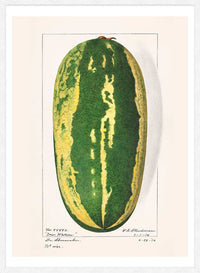 Watermelon Antique Vintage Fruit Print