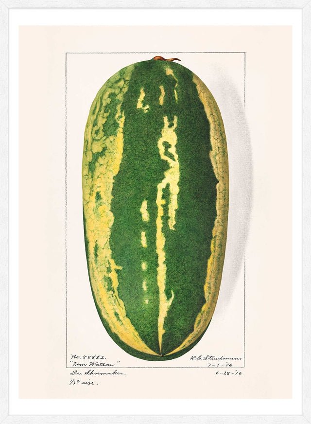 Watermelon Antique Vintage Fruit Print
