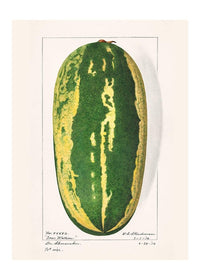 Watermelon Antique Vintage Fruit Print
