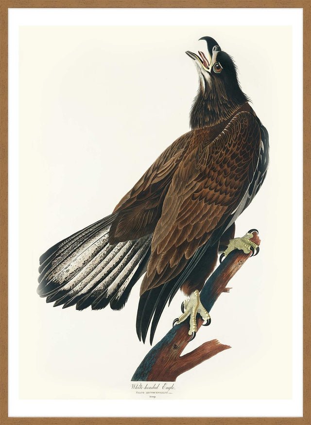 White Headed Eagle Vintage Antique Bird Print