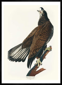 White Headed Eagle Vintage Antique Bird Print