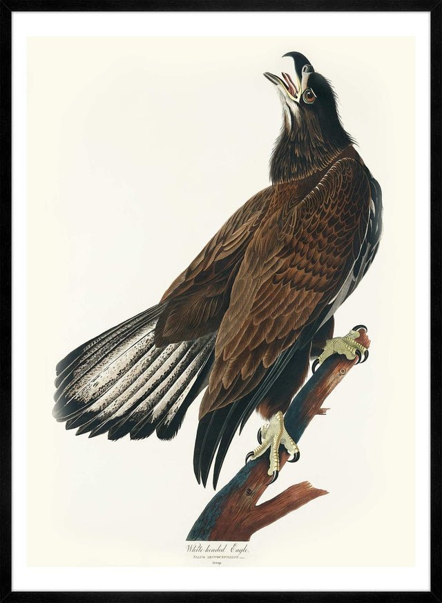White Headed Eagle Vintage Antique Bird Print