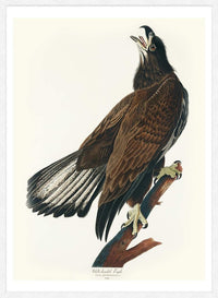 White Headed Eagle Vintage Antique Bird Print