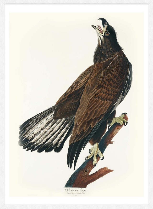 White Headed Eagle Vintage Antique Bird Print