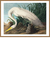 White Heron Vintage Bird Print