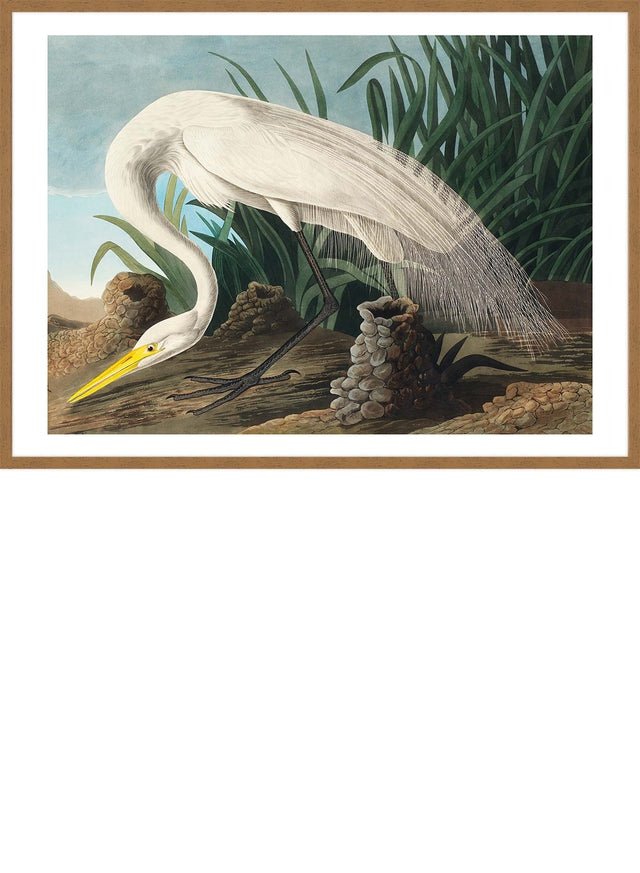 White Heron Vintage Bird Print