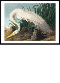 White Heron Vintage Bird Print