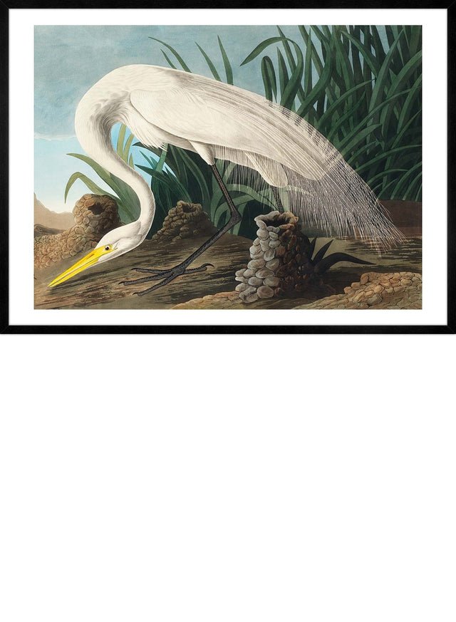 White Heron Vintage Bird Print