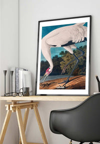 Whooping Crane 2 Vintage Bird Print