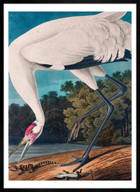 Whooping Crane 2 Vintage Bird Print