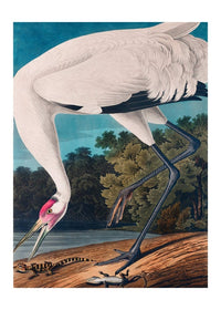 Whooping Crane 2 Vintage Bird Print