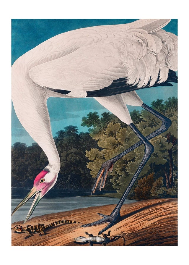 Whooping Crane 2 Vintage Bird Print