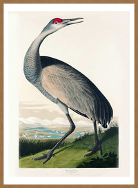 Whooping Crane Vintage Bird Print